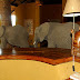 what happens if the elephant went into the hotel