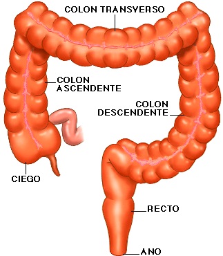Dibujo a color del intestino grueso indicando sus partes
