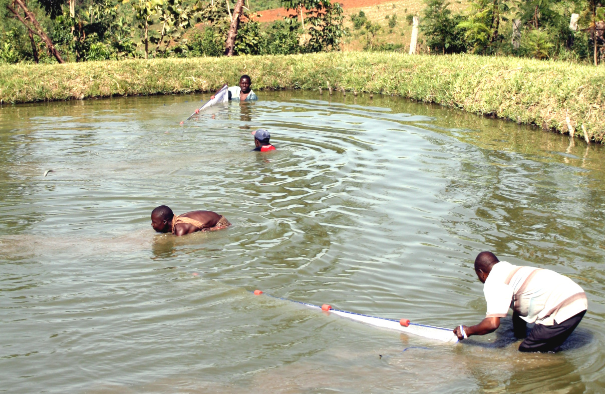 http://www.roysfarm.com/2013/07/fishfarminginkenya.html