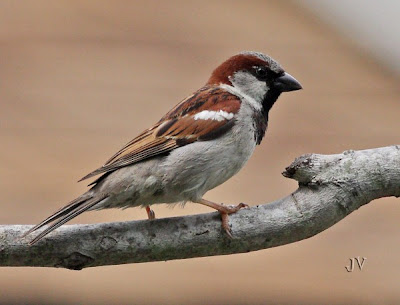 Sparrow