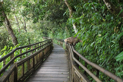 Coati