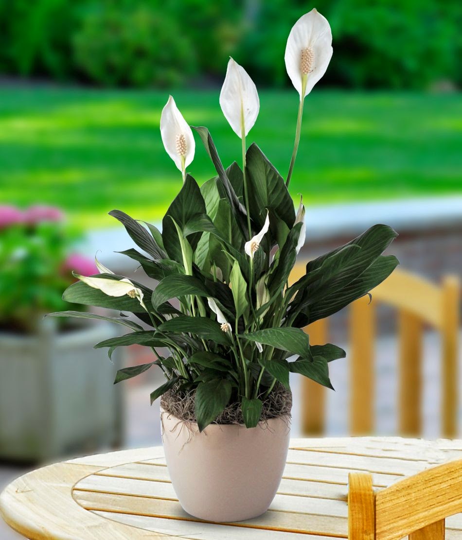 Jual Tanaman Sphathiphyllum Bunga Peace Lily Tanaman Hias Bunga