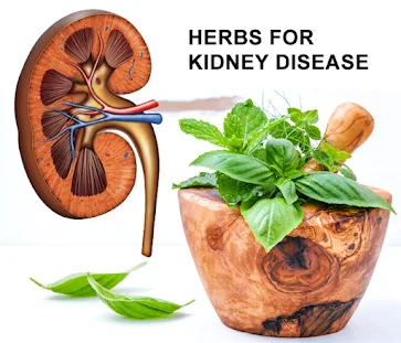 5 Best Kidney Cleansing herbs That Strengthen The Kidney