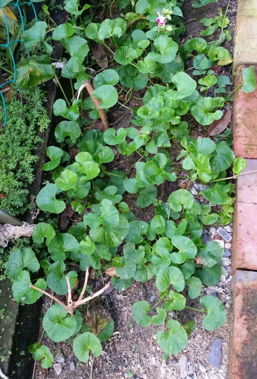 Warisan Petani Sayur  sayuran  Kampung 