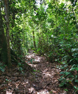 Indonesia, Borneo, Parque Nacional Tanjung Puting.