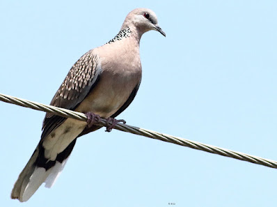 Spotted Dove