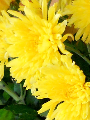 2011.10.13-2 キク