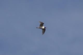 Adult Mediterranean Gull