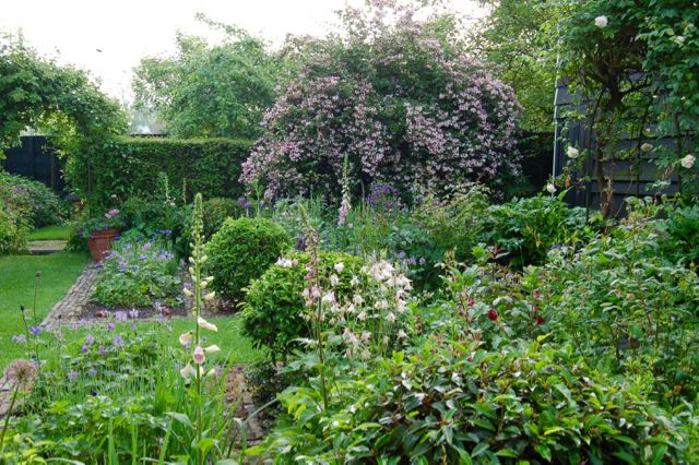 Roses, foxgloves and Koklwitzia 