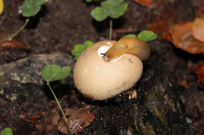 Tere Aardslak - - Malacolimax tenellus