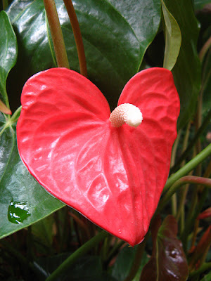heart shaped nature photos