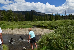 dogs playing in the Big Horn River at Falls Campground