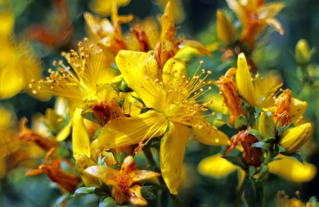 St. John’s Wort and Depression