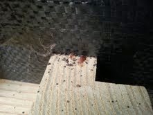 Bed Bugs London - Bed Bug Control London: Bed Bugs Pictures UK