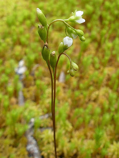 Droséra à feuilles rondes - Drosera rotundifolia