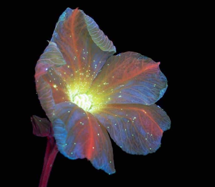 樹沃客樹藝 紫外光攝影ultraviolet Photography Reveals The Unexpected Fluorescence Of Flowers