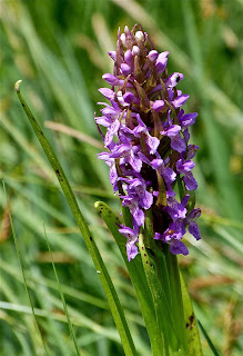 Dactylorhiza incarnata