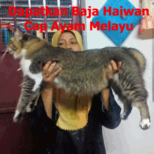 Royal Cat's Blog: Kenali Penyakit Kucing (Selsema Kucing)