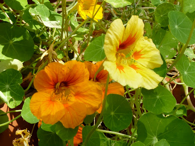 Nasturtium Photo by Nina's Show & Tell