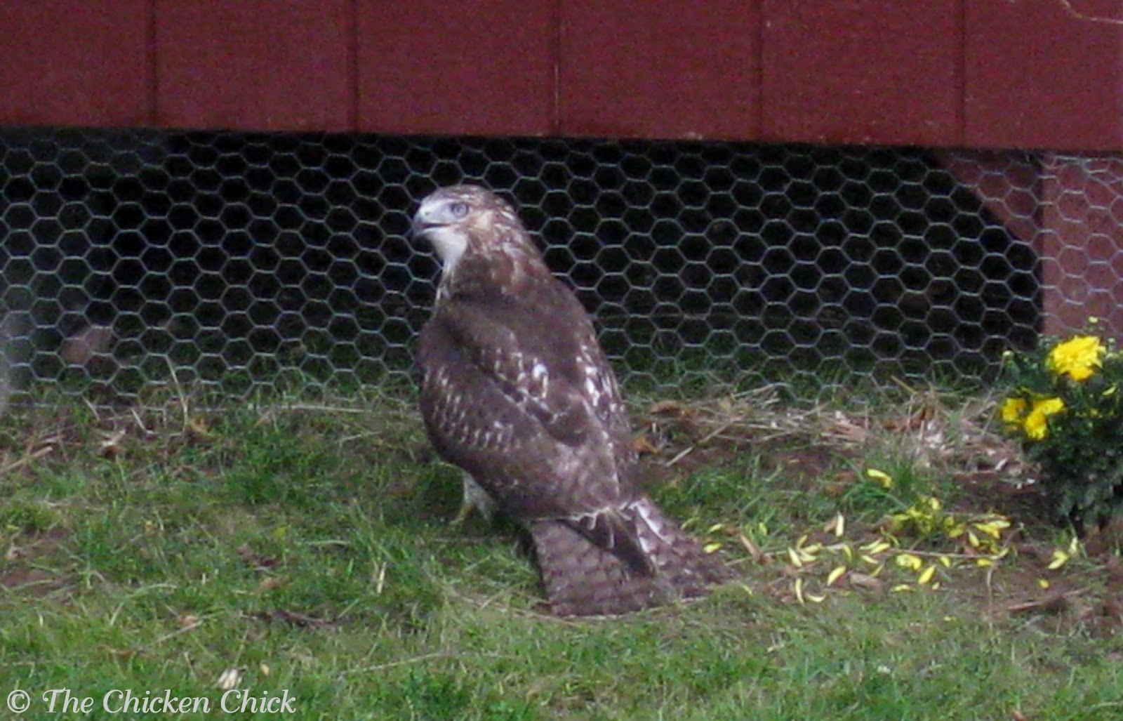 Chicken wire will not keep chickens safe from predators, this hawk ...