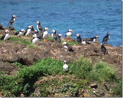 nl_pr_puffins10