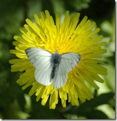 flutterby2