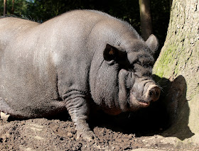 Schweine Wildpark Schwarze Berge