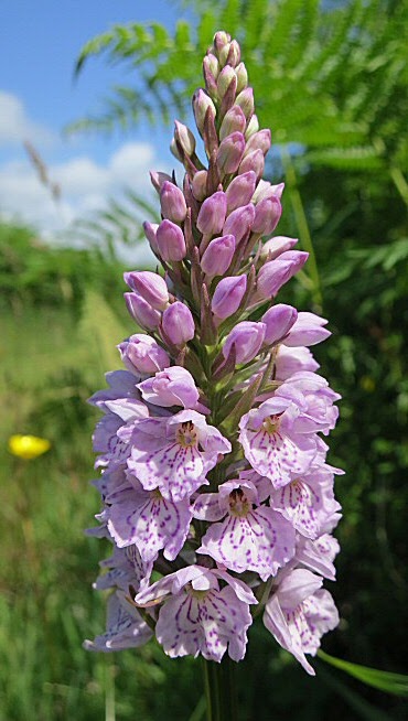 Orchidée des bruyères