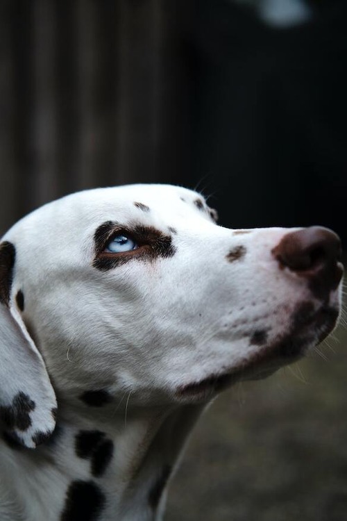 11 Amazing Dogs With Blue Eyes ( With Pictures)