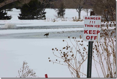 geese1