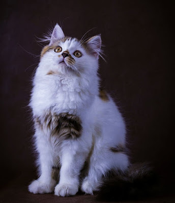 Gambar Kucing Lucu Wallpaper