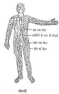 शिराएँ