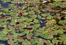Floating Pondweed1