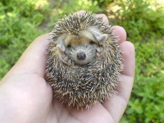 mini hedgehog