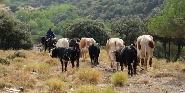 Toros Francisco Porcel, Jérez del Marquesado