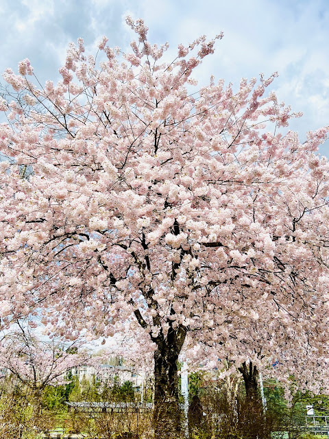 cherry blossoms in Vancouver are a stunning sight every spring