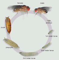 Cara terhindar dari lalat