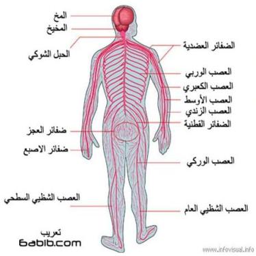 مقال علمي محتوي علي الجهاز العصبي