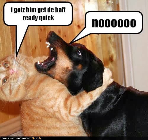 funny cats and dogs with captions funny cats and dogs with captions