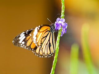 Colorful-butterfly-Wallpaper