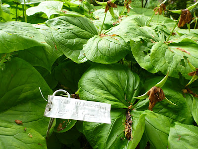 Dunn Gardens - Trillium sulcatum forma albolutescens