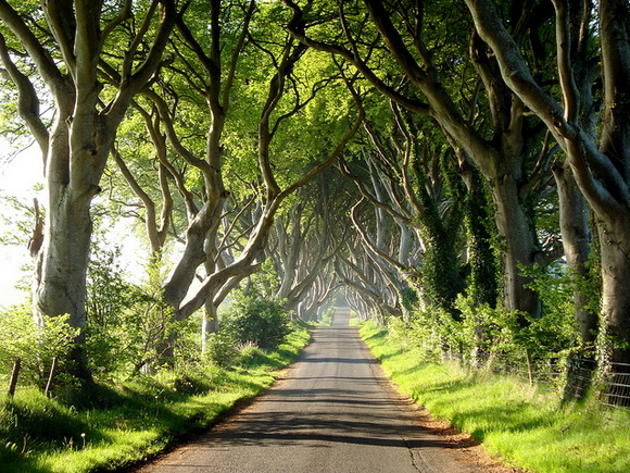 Surgaberita.blogspot.com The Dark Hedges, Inggris