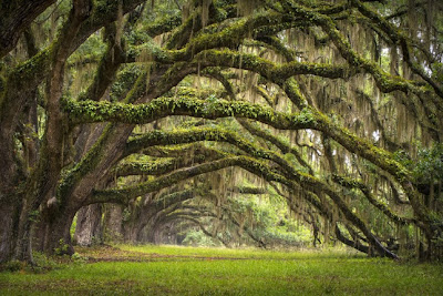 Most beautiful green path, A perfect beauty of nature