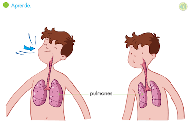 http://primerodecarlos.com/SEGUNDO_PRIMARIA/septiembre/unidad_1/pulmones.swf