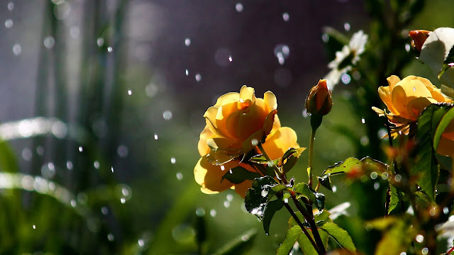 Roses In The Rain HD Wallpaper