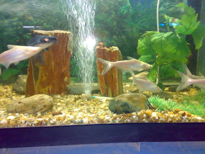 Bannerghatta Aquarium Fish