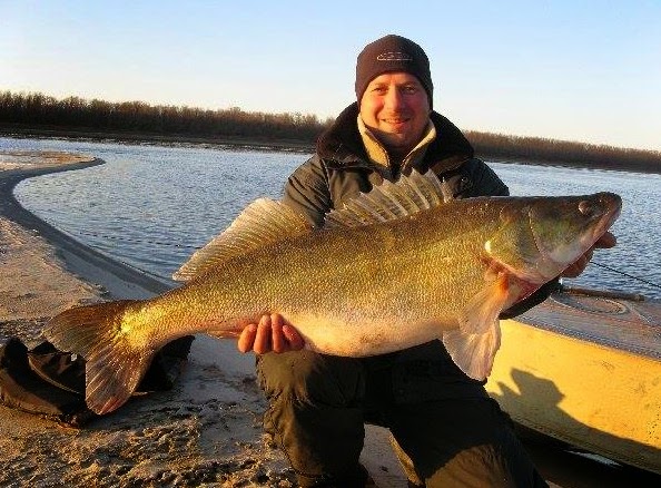 International Fishing News: WORLD RECORD: caught huge walley on