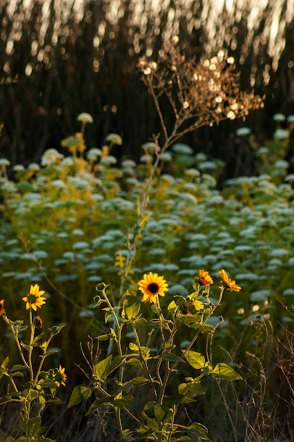 Davis, Summer, travel, flowers, farm, sunflowers, bees, yellow, California, art, photography, nature, outdoors, bokeh