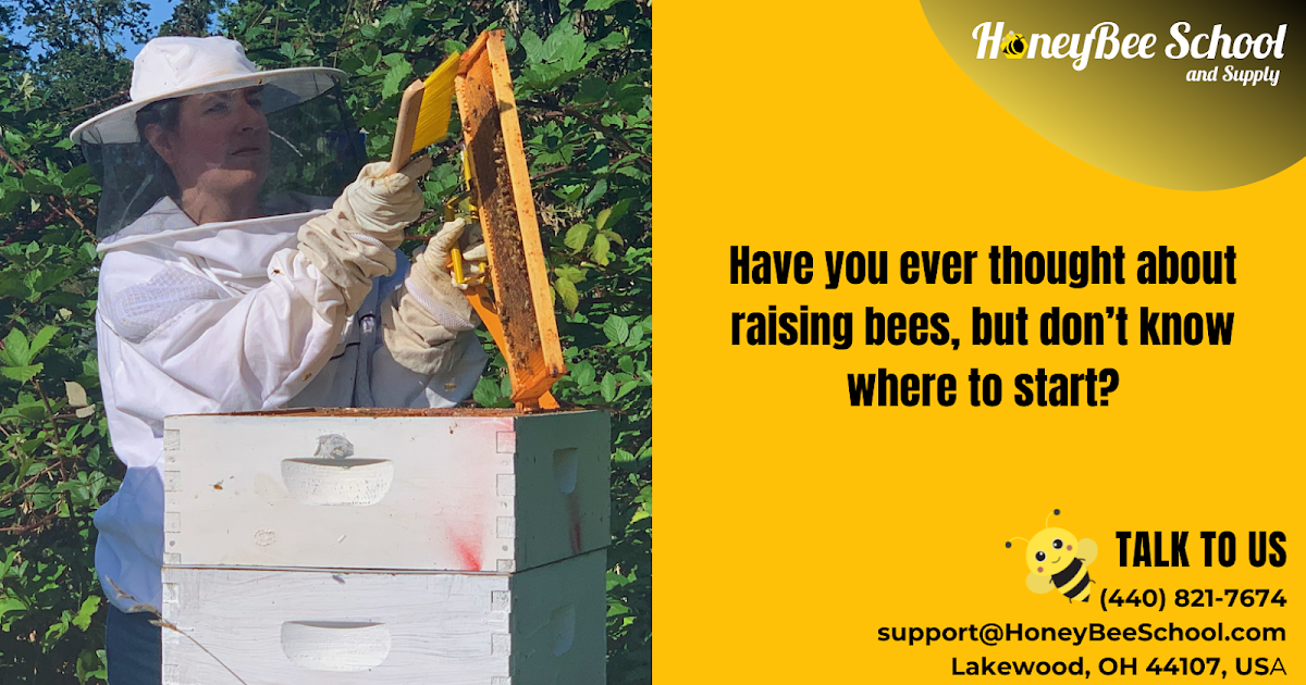 In 2022, Here Are The Top 8 Bee Hive Beginning Kits To Buy