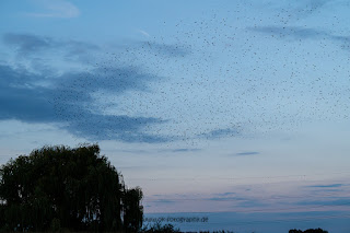 Wildlifefotografie Stare Vogelschwarm Lippeaue Olaf Kerber